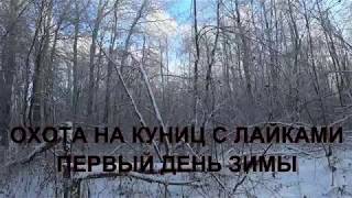 Охота на куниц с лайками. Первый день зимы.