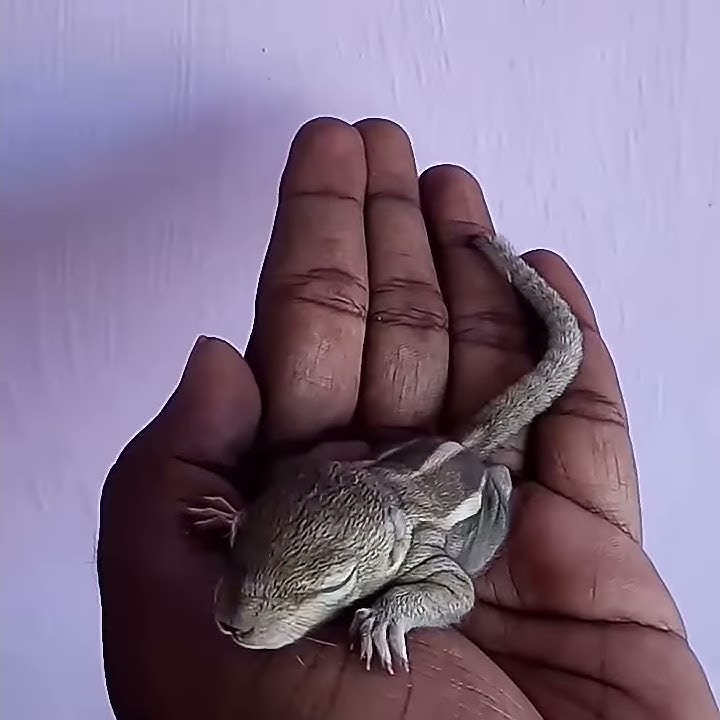 Baby squirrel lost from mother and sounds her mother