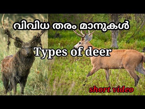 Types of deer around the world. info win. ലോകത്തിലെ വിവിധ തരം മാനുകൾ. info win.