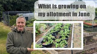 What Fruit, Vegetables, & Flowers Are Growing On My Allotment - 4th June 2026