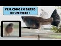 Veja como nascem os Peixes do Aquário (ovovivíparo)