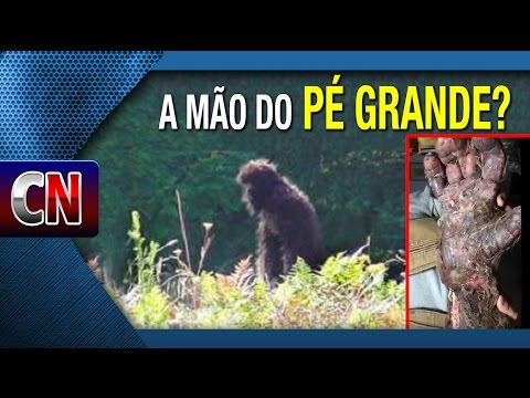 Vídeo: Um Americano Capturou Em Vídeo A Cabeça De Um Pé-grande Em Um Bosque De Agulhas De Pinheiro - Visão Alternativa