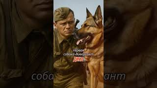 собаки герои #рекомендации