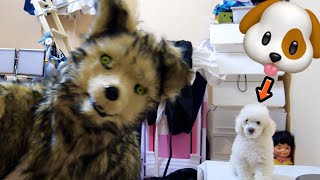 突然オオカミがやってきたら番犬はどする!?【ドッキリ】　PDS