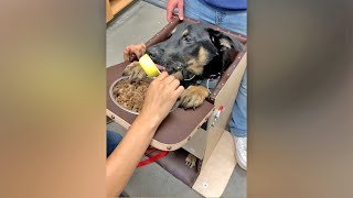 Dog with megaesophagus gets help at Helen Woodward Animal Center