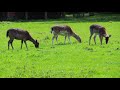 Олени Hirschpark  Hamburg