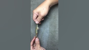 Chia sẻ cách tóm nhái 100% không vướng, 100% không xoay!