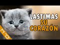 Si Haces ESTO, Dañarás A Tu Gato Emocionalmente