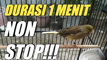 KENARI DURASI 1 MENIT