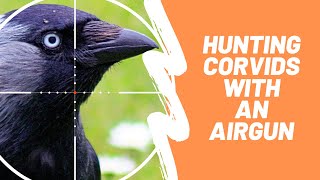 Crow Hunting with a PCP - Airgun Pest Control ep. 2 - BHT