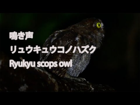 【鳴き声】リュウキュウコノハズク Ryukyu scops owl