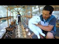 RABBIT FARMING basic guide for beginners│How to become successful in rabbit farming &Chicken farming