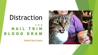 Distraction Technique:  Cat Nail Trim & Blood Draw