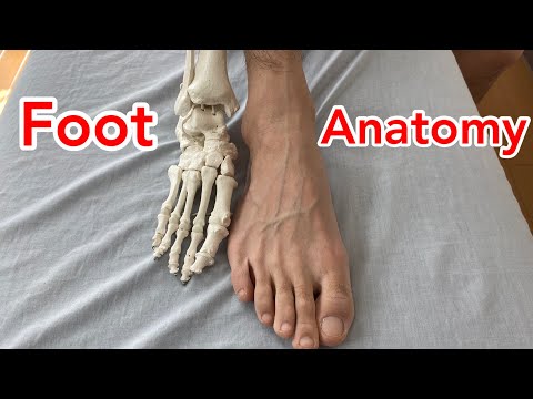 Анатомия костей стопы