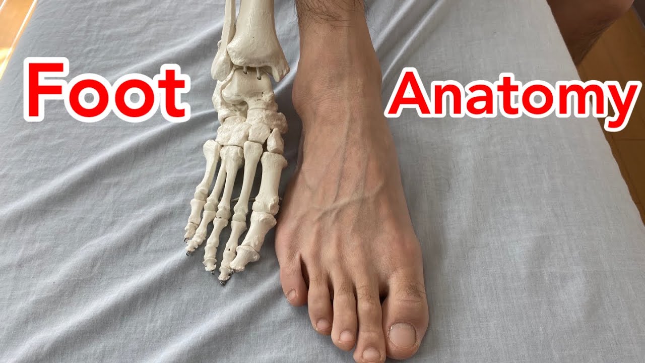 Anatomy of foot bones YouTube