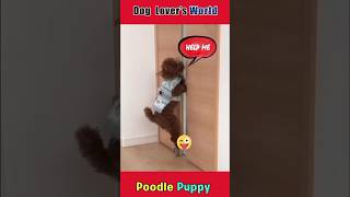 Poodle puppies 😄 funny moments #shorts