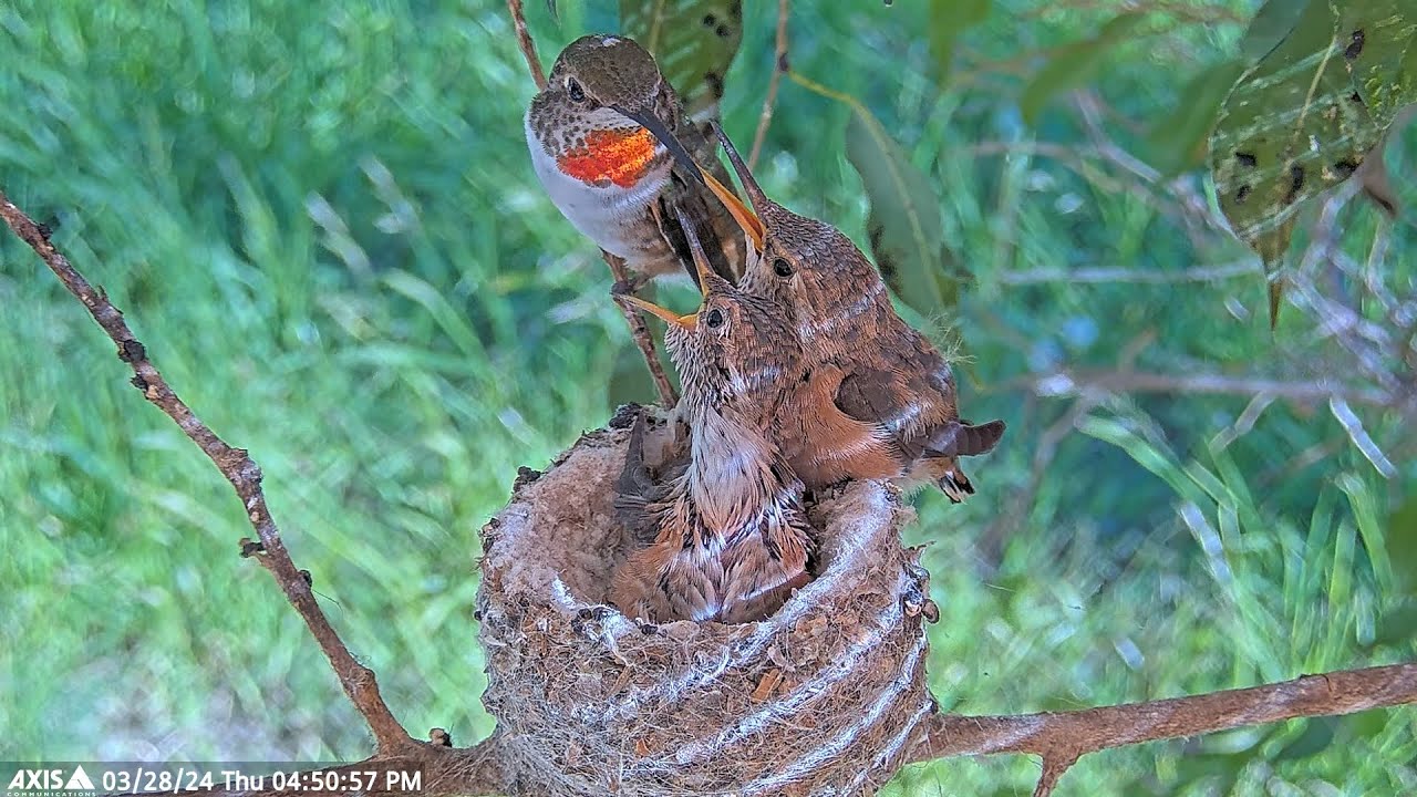 Olive Feeds 19 and 21 Day Old Chicks Doing Helicopter Moves Around the nest to Encourage the Chicks.