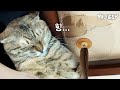 천장 뜯어먹는 고양이의 속 사정...ㅣWhy Cat Ate The Wallpaper She Ripped...