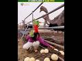 अब Noob Player भी Game जीतेगा || #shorts #shortfeed #noobplayer #facts #ostrich