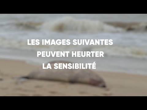 Vidéo: La mer Caspienne est-elle dangereuse ?