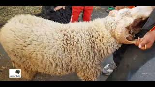 اسعار الخرفان - الدار البيضاء - المغرب  Lamb price in Casablanca