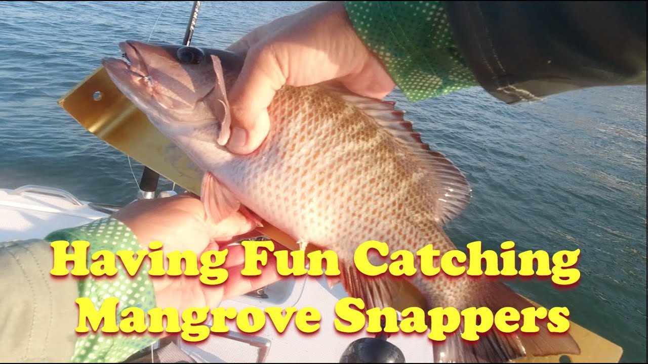 Free lining for mangrove snapper in Tampa Bay. #snapper #mangrovesnapp