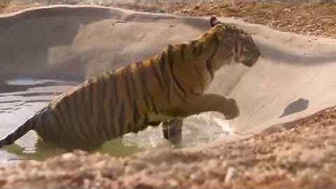 Rescued animals from Syria found a new home