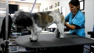 Full Grooming Process Featuring Bandit the Tibetan Terrier Mix