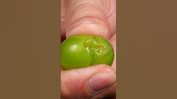 Crushing Grape by Hand Slow Motion #asmr #closeup #relaxing #satisfying #macro
