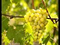Выращиваем виноград в Лен.области. Часть 4.