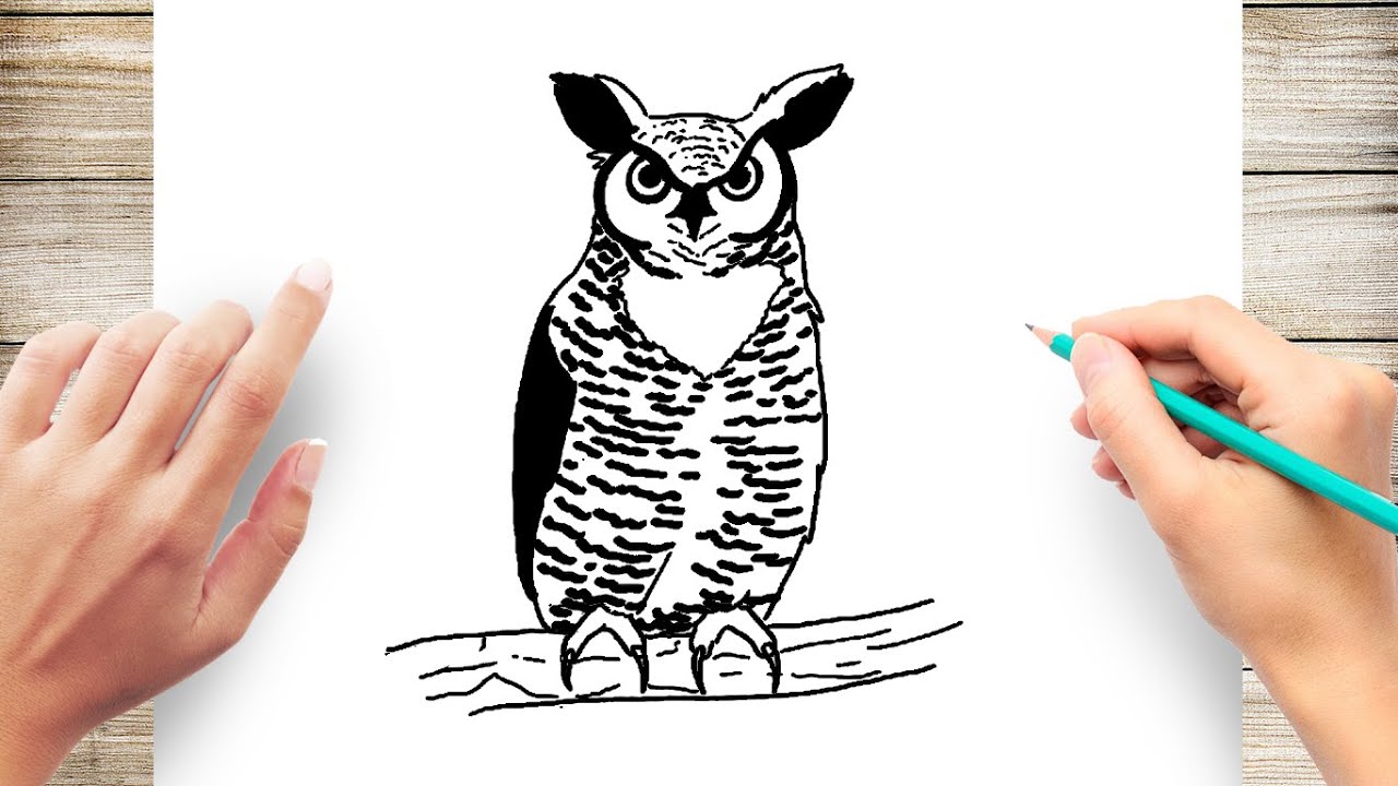 How to Draw a Great Horned Owl - YouTube