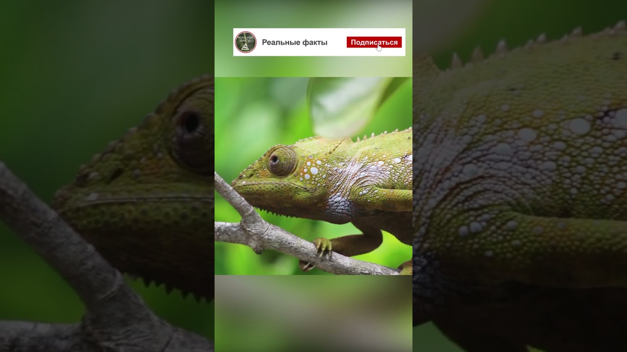 Мастер маскировки. Хамелеон