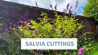 Taking Salvia Cuttings \/ New Plants For Free