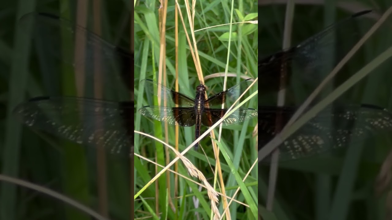 The strange dragonfly 🦟🌿 