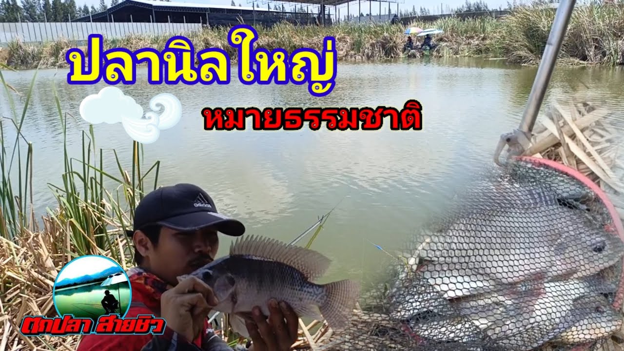 ตกปลานิลใหญ่ด้วยคันชิงหลิวไม้ตาย หมายธรรมชาติ อยุธยา