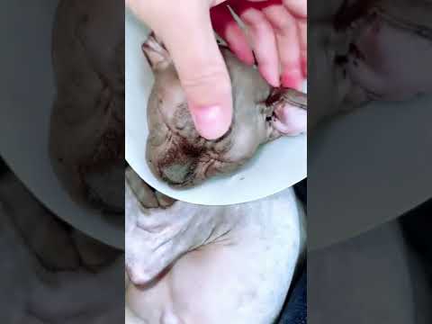 Бедная лысая кошка состояние совсем плохое лечим