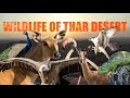 Wildlife of thar desert  wildlife documentary