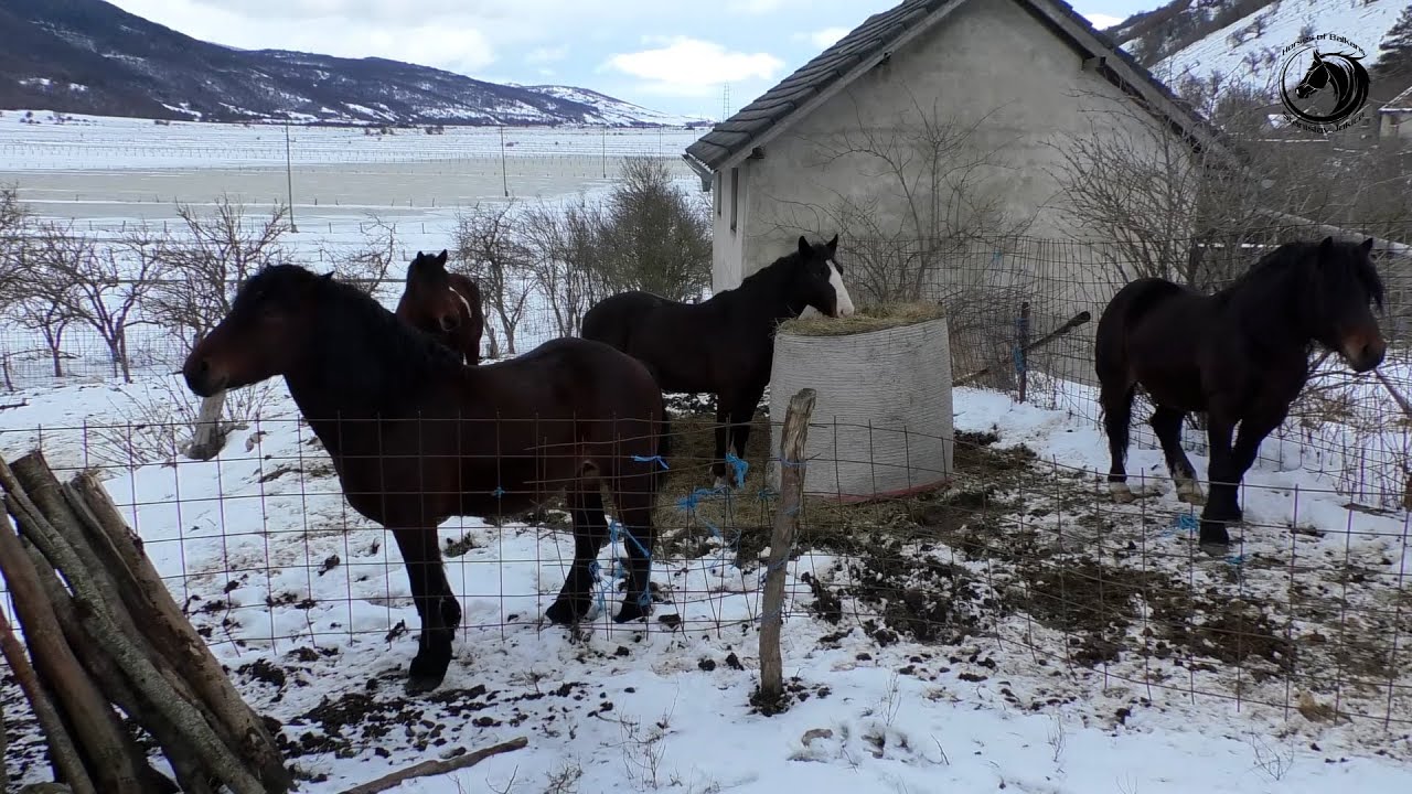Čopor vukova udavio mu psa Azijata čuvara stada u selu Vidimlijama kod Glamoča-