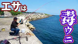 毒ウニをエサにして毒魚を釣り上げる！