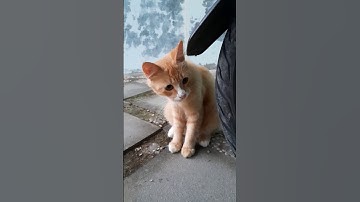 malu malu kucing #kucing #kucingoren #meong #cats #catvideos #catlovers #mainsamakucing #funnycats