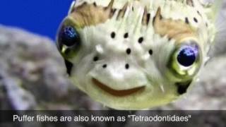 25c Mesopelagic Zone