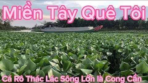 Câu Cá ở Sông Lớn Gặp Phải Hàng Khủng Cả Nhà Ơi @Caucalongan62