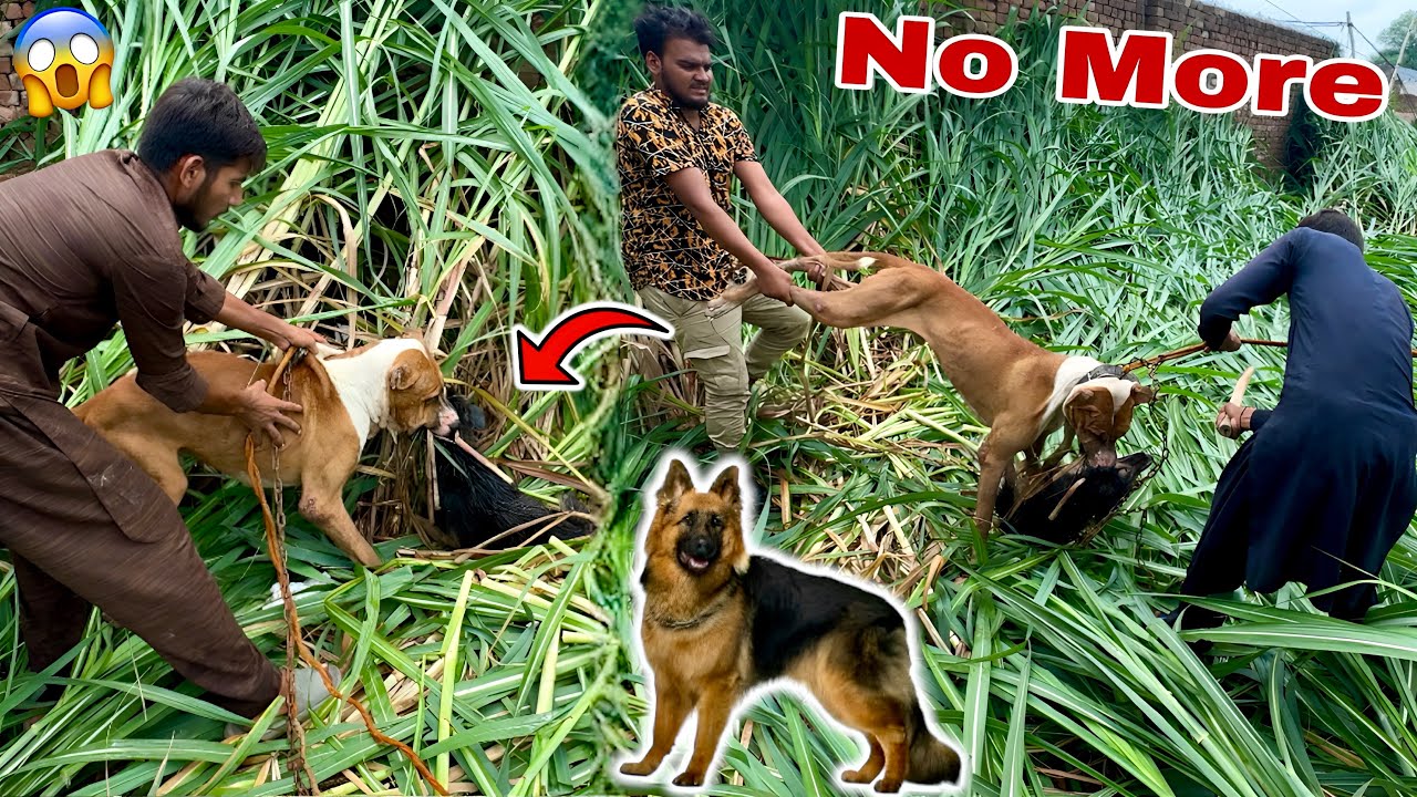 Heavy Bully Dog Badshah Ny German Shepherd Dog Ko Mar Dala💔