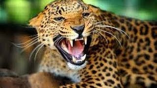 Leopard Documentary NatGeo Eye of the Leopard HDTV Legendado PT BR xara screenshot 1