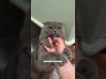 Бритарская кошка или шотландская вислоухая?