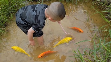 Em ổi tìm bắt cá vàng ở vũng nước cạn