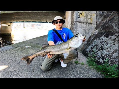 シーバス釣り 〜秋口デイゲーム編〜