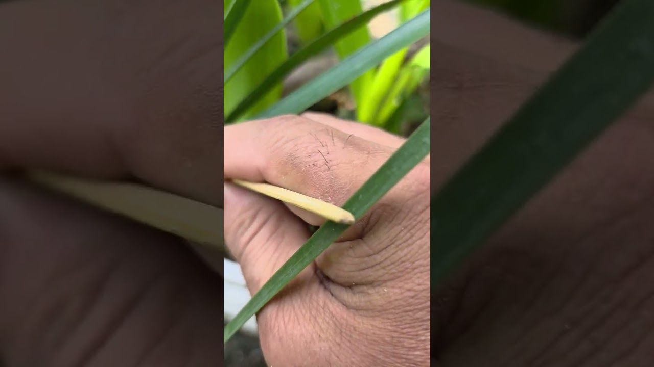 Las Azucenas o Amarilis, Están por aparecer sus flores y las cuidamos de los caracoles.