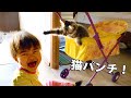 森家に... 子猫の「マーニャ」が仲間入り♪