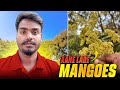 Aam Ka Bagicha Tour 🌳🥭 | Aam Kaise Bante Hain?